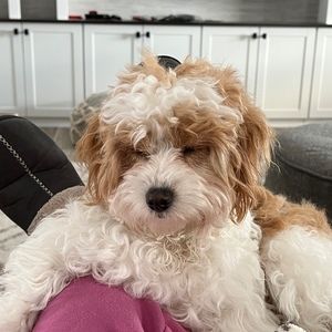 Meet your Posher, Posh